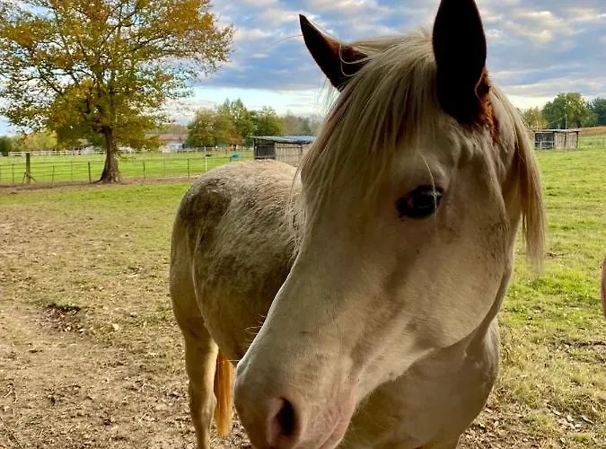 Hébergement de vacances La Maison L'eperon, Stylish 5 Star Surrounded By Vineyard Near Saint Emilion *